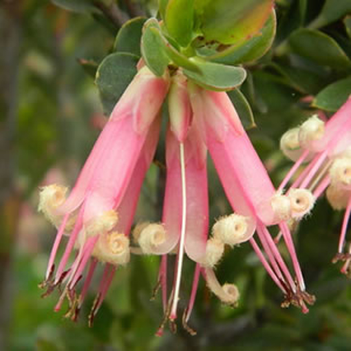 Five Corners Australian Bush Flower Essence