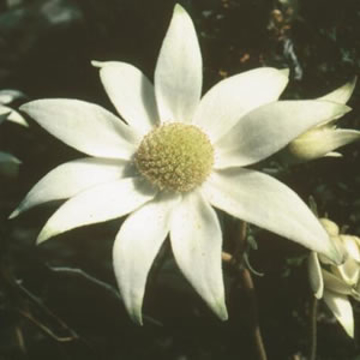 Flannel Flower Flannel Flower Australian Bush Flower Essence
