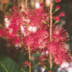 Freshwater Mangrove Australian Bush Flower Essence