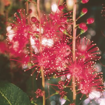 Freshwater Mangrove Freshwater Mangrove Australian Bush Flower Essence