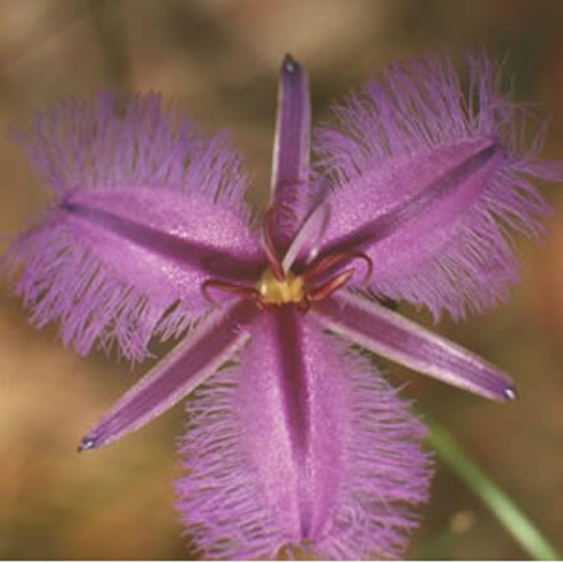 Fringed Violet Australian Bush Flower Essence