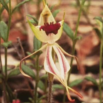 Green Spider Orchid Green Spider Orchid Australian Bush Flower Essence