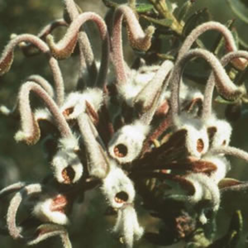 Grey Spider Flower Australian Bush Flower Essence
