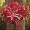Gymea Lily Australian Bush Flower Essence