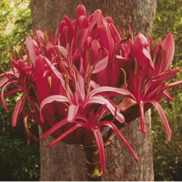 Gymea Lily Gymea Lily Australian Bush Flower Essence