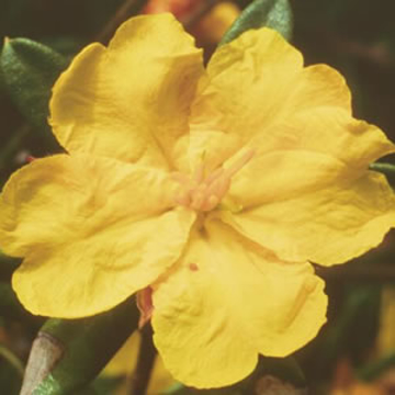 Hibbertia Hibbertia Australian Bush Flower Essence