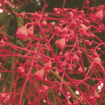 Illawara Flame Tree Australian Bush Flower Essence