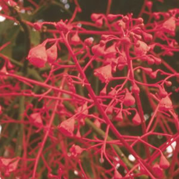 Illawara Flame Tree Illawara Flame Tree Australian Bush Flower Essence