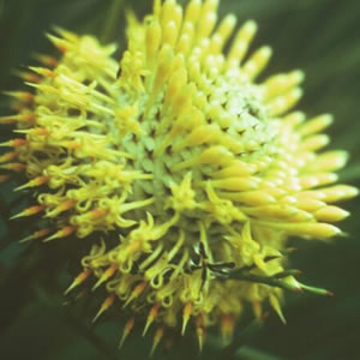 Isopogon Isopogon Australian Bush Flower Essence