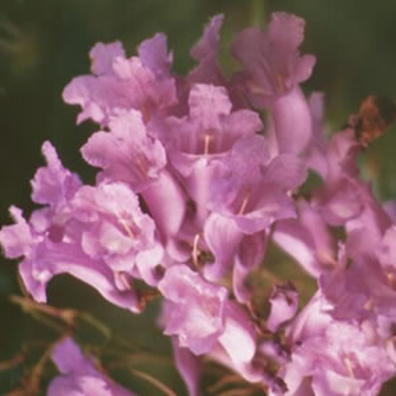 Jacaranda Jacaranda Australian Bush Flower Essence