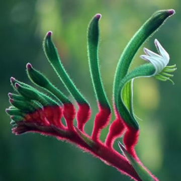 Kangaroo Paw Kangaroo Paw Australian Bush Flower Essence