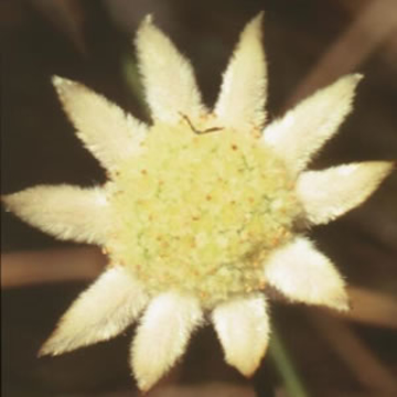 Little Flannel Flower Little Flannel Flower Australian Bush Flower Essence