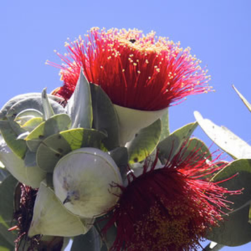 Macrocarpa Macrocarpa Australian Bush Flower Essence