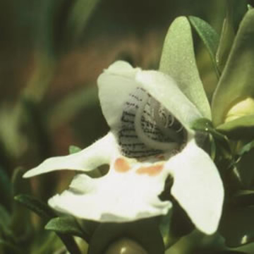 Mint Bush Mint Bush Australian Bush Flower Essence