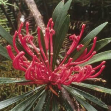 Monga Waratah Monga Waratah Australian Bush Flower Essence