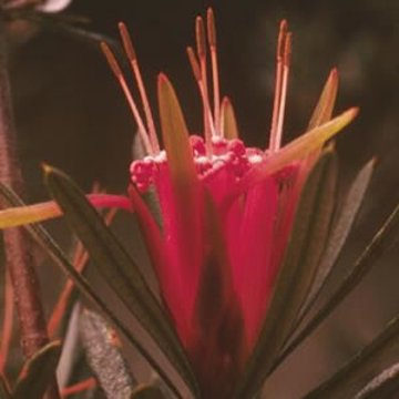 Mountain Devil Mountain Devil Australian Bush Flower Essence