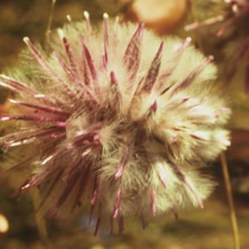 Mulla Mulla Mulla Mulla Australian Bush Flower Essence