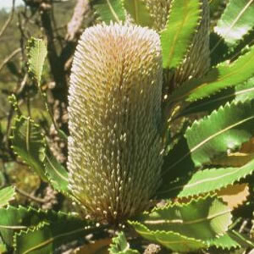 Old Man Banksia Old Man Banksia Australian Bush Flower Essence
