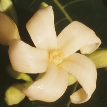 Paw Paw Paw Paw Australian Bush Flower Essence