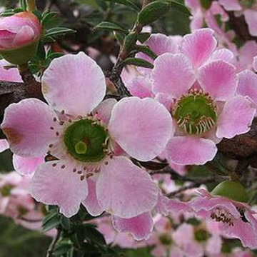 Peach-flowered Tea Tree Peach-flowered Tea Tree Australian Bush Flower Essence
