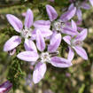 Philotheca Australian Bush Flower Essence