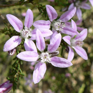 Philotheca Philotheca Australian Bush Flower Essence