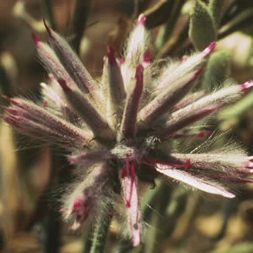 Pink Mulla Mulla Australian Bush Flower Essence