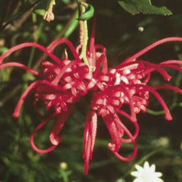 Red Grevillea Red Grevillea Australian Bush Flower Essence