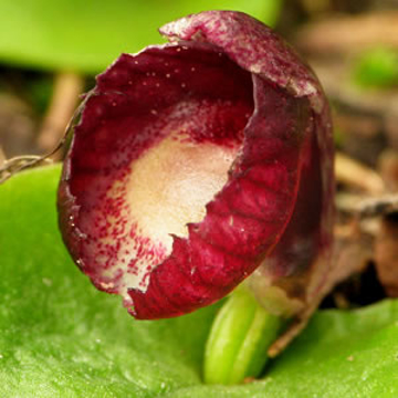 Red Helmet Orchid Red Helmet Orchid Australian Bush Flower Essence