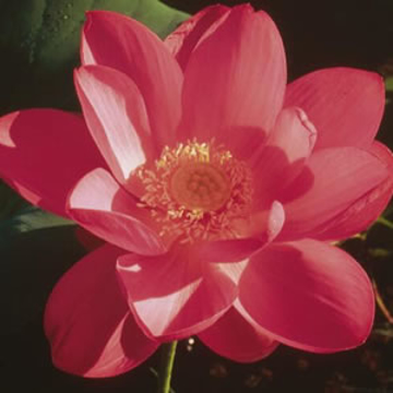 Red Lily Red Lily Australian Bush Flower Essence