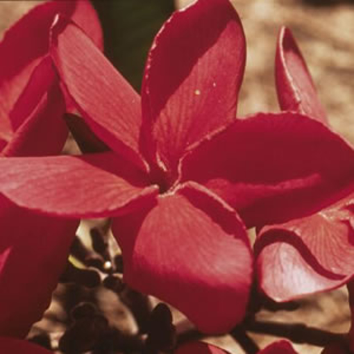 Red Suva Frangipani Australian Bush Flower Essence
