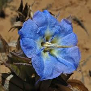Rough Bluebell Rough Bluebell Australian Bush Flower Essence