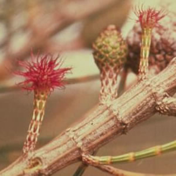 She Oak She Oak Australian Bush Flower Essence