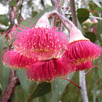 Silver Princess Silver Princess Australian Bush Flower Essence