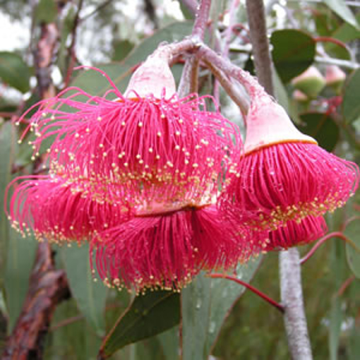 Silver Princess Australian Bush Flower Essence