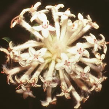 Slender Rice Flower Slender Rice Flower Australian Bush Flower Essence