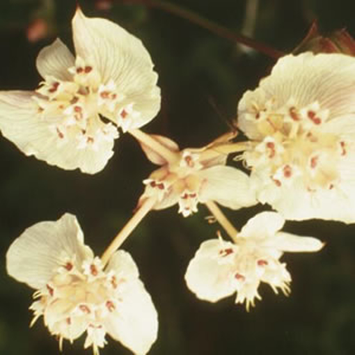 Southern Cross Australian Bush Flower Essence