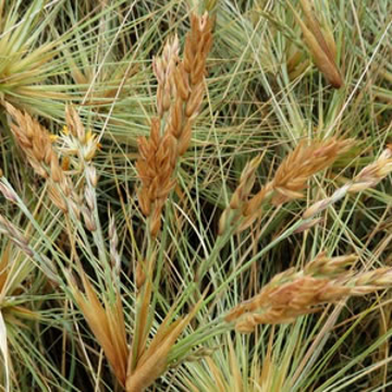 Spinifex Spinifex Australian Bush Flower Essence