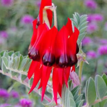 Sturt Desert Pea Sturt Desert Pea Australian Bush Flower Essence