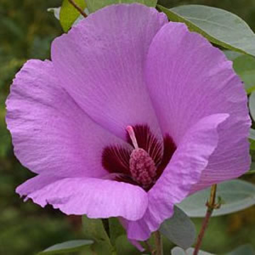 Sturt Desert Rose Sturt Desert Rose Australian Bush Flower Essence