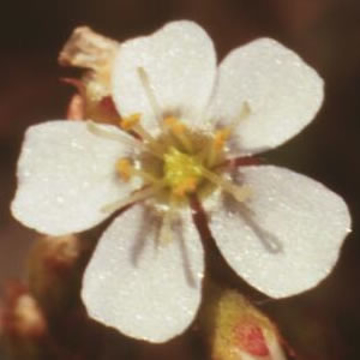 Sundew Sundew Australian Bush Flower Essence