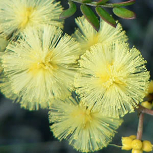 Sunshine Wattle Australian Bush Flower Essence