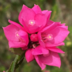 Sydney Rose Australian Bush Flower Essence
