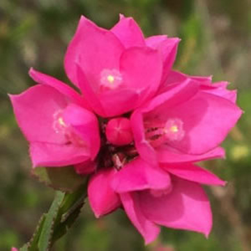 Sydney Rose Sydney Rose Australian Bush Flower Essence