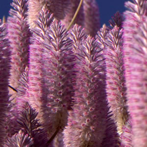 Tall Mulla Mulla Australian Bush Flower Essence