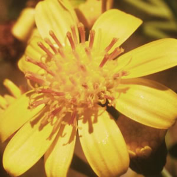 Tall Yellow Top Tall Yellow Top Australian Bush Flower Essence