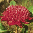 Waratah Australian Bush Flower Essence