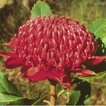 Waratah Waratah Australian Bush Flower Essence