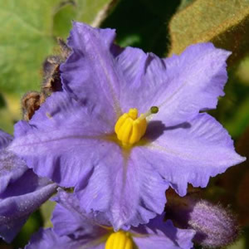 Wild Potato Bush Wild Potato Bush Australian Bush Flower Essence