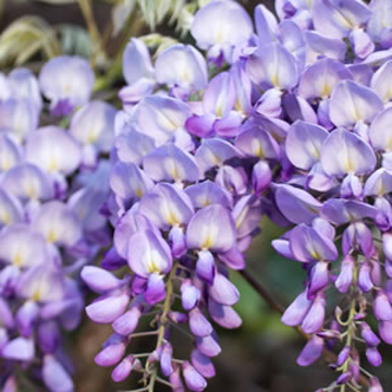 Wisteria Wisteria Australian Bush Flower Essence